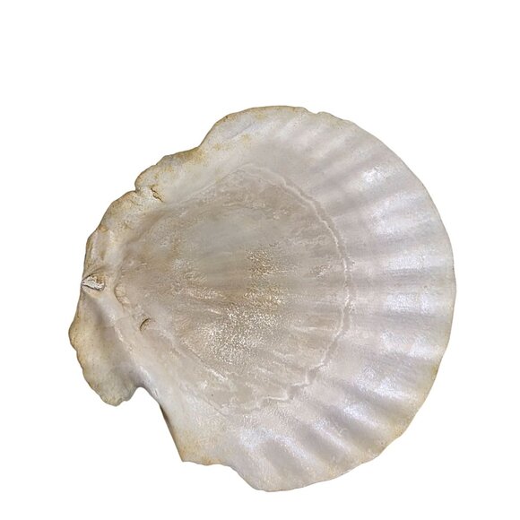 Set Of 7 White Scallop Seashells For Crafting Decor Or Beach-Themed Projects - Picture 11 of 16